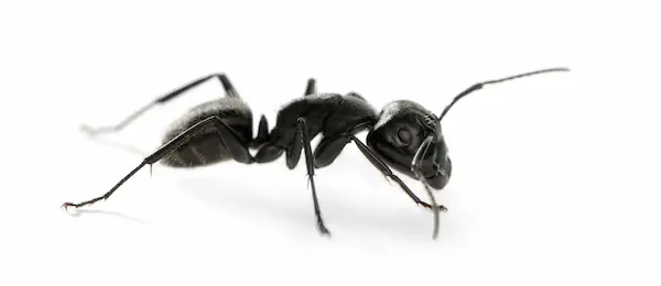 ant control ajax